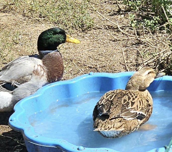 Canards