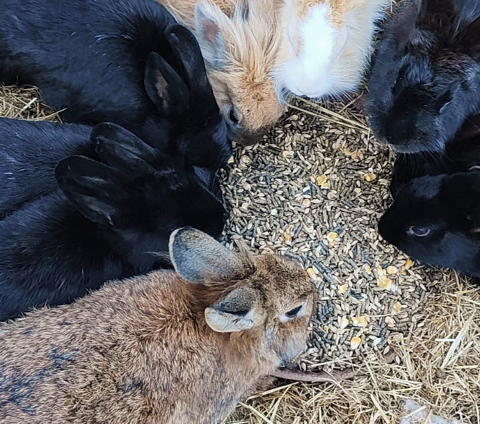 Lapins