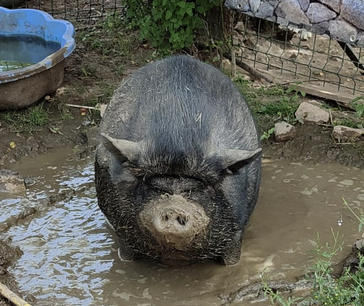 Cochons