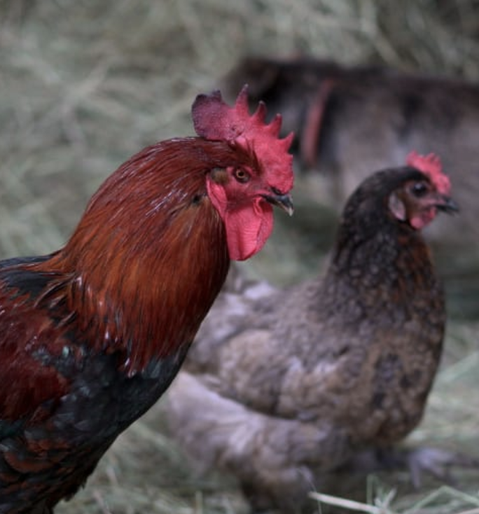 Poules